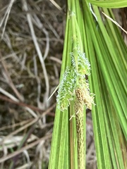 Carex dianae