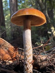 Cortinarius mucosus