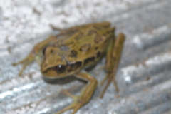 Gastrotheca riobambae