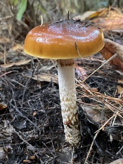 Cortinarius mucosus