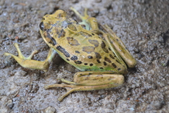 Gastrotheca riobambae