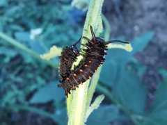 Battus philenor philenor