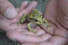 Gastrotheca riobambae