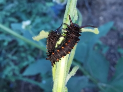 Battus philenor philenor