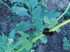 Battus philenor philenor