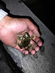 Gastrotheca riobambae