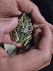 Gastrotheca riobambae