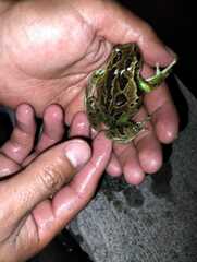 Gastrotheca riobambae