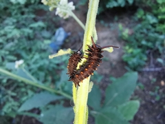 Battus philenor philenor