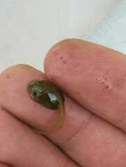 Gastrotheca riobambae