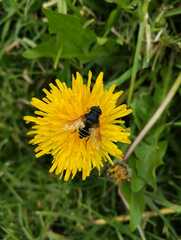Eristalis bogotensis