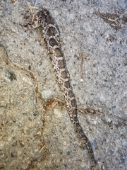 Pantherophis emoryi
