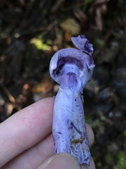 Thaxterogaster occidentalis