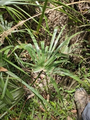 Livistona decora