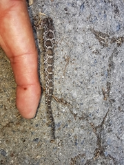 Pantherophis emoryi