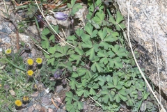 Aquilegia saximontana
