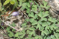 Aquilegia saximontana