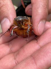 Scarabaeidae