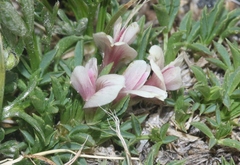 Trifolium nanum