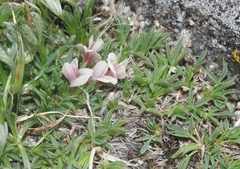 Trifolium nanum