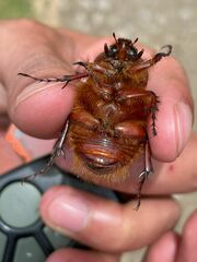 Scarabaeidae