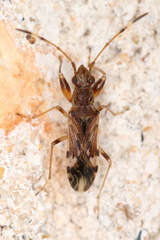 Neopamera albocincta