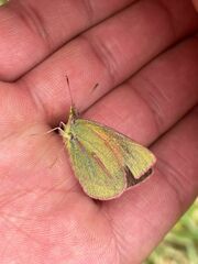 Colias dimera