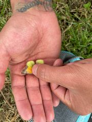 Colias dimera