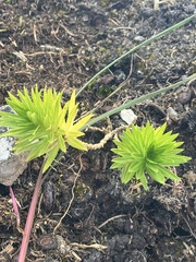 Wahlenbergia linifolia