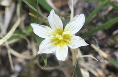 Gagea serotina