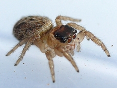Evarcha hoyi