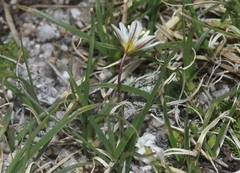 Gagea serotina