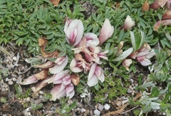 Trifolium nanum