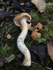 Cantharellus formosus