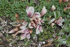 Trifolium nanum