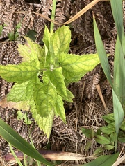 Austroeupatorium inulifolium