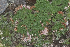 Trifolium nanum