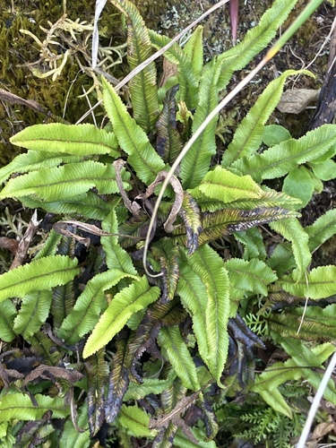 toothed tonguefern (Elaphoglossum dimorphum)