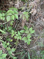Rubus pinnatus