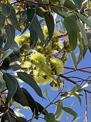 Eucalyptus stricklandii