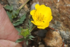 Potentilla glaucophylla