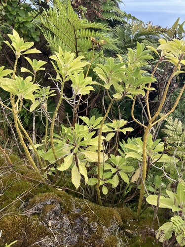 He Cabbage Tree (Pladaroxylon leucadendron)