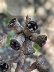 Eucalyptus stricklandii
