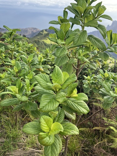 Petrobium arboreum image