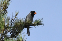 Saltator nigriceps