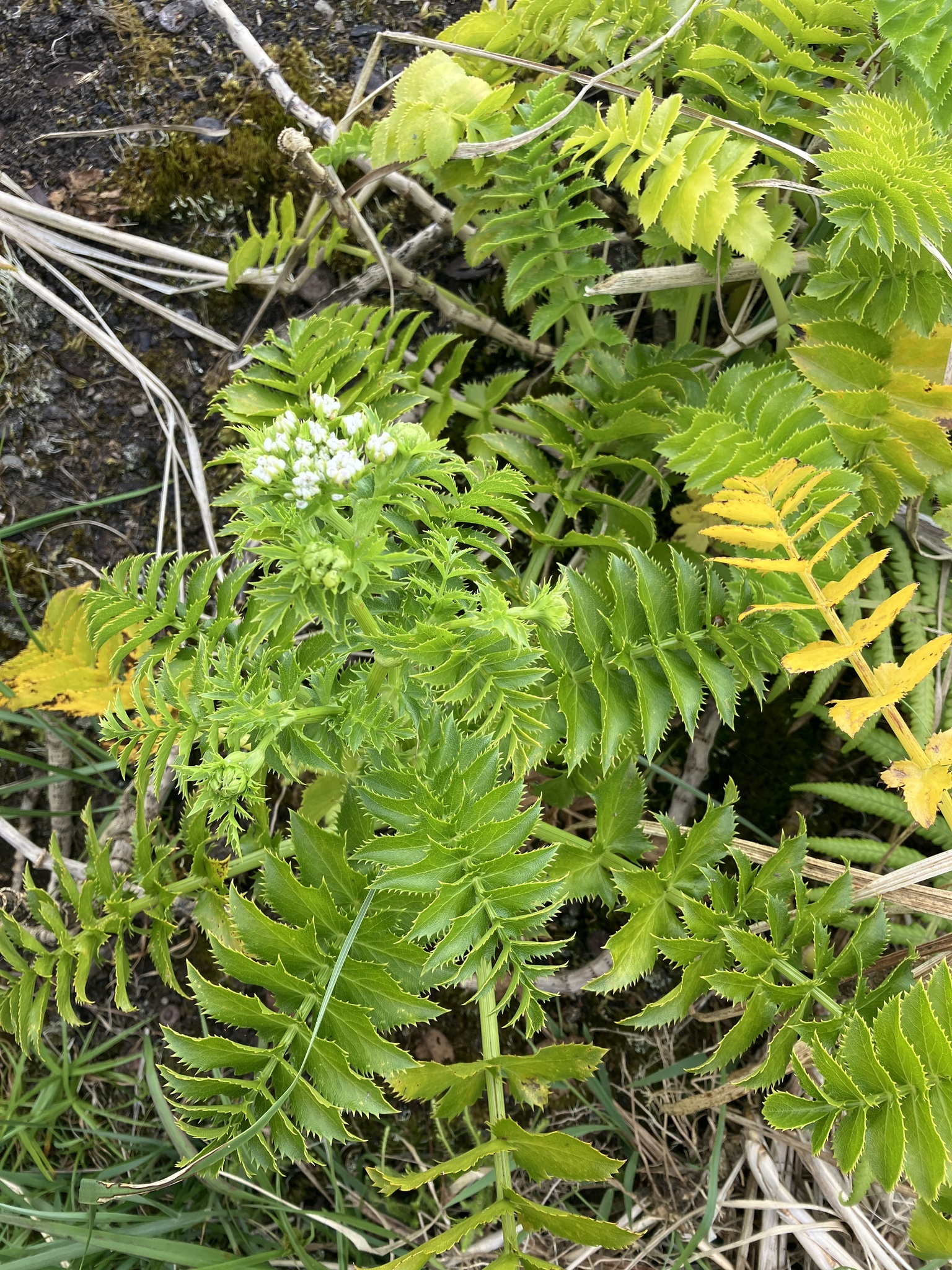 Dwarf Jellico (Berula burchellii)