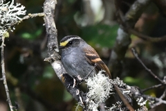 Silvicultrix jelskii