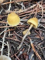 Galerina badipes