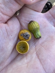 Eucalyptus stricklandii