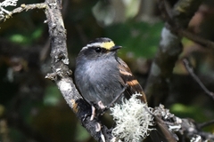 Silvicultrix jelskii